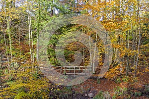 An old Rickety Bridge in the middle of an old Scottish Forrest with autumnal colours