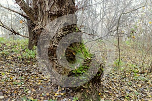 Old rickety gnarly and mystery tree in mist