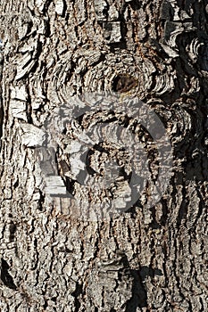 Old rind of Red Spruce tree