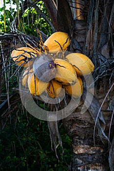 Old ripe coconut tree with yellow bunch of coconuts