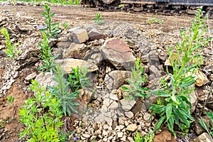 an old road embankment made of crumbling sandstone, on which grass is already growing, there is road equipment on tracks