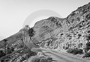 Old road and palm trees on dry rocky hillside in the desert at the end of the day in black and white