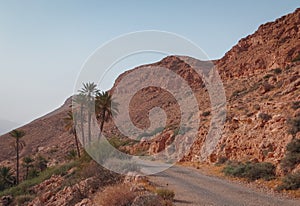 Old road with palm trees on dry rocky hillside in the Sahara desert at the end of the day in sunset light