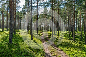 Old road passing through a sparse pine forest in Sweden