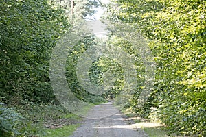 Old road in wild green forest fifty megapixels high quality prints