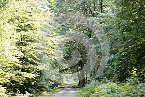 Old road in wild green forest fifty megapixels high quality prints