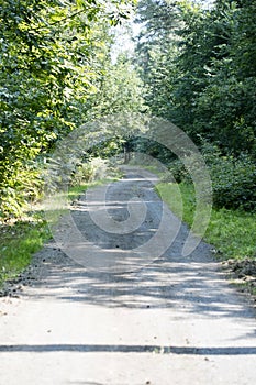 Old road in wild green forest fifty megapixels high quality prints