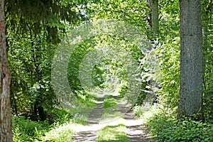 Old road on wold forest background best quality