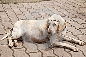 Old roadside dog.