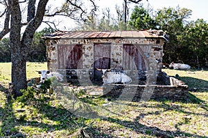 Old rock structure with Texas longhorns