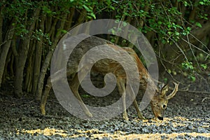 Old roebuck in the forest photo