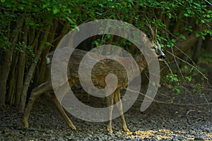 Old roebuck in the forest photo