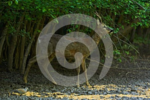 Old roebuck in the forest photo