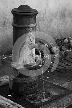 Old Roman Fount in black and white with pigeons photo
