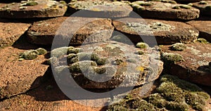 Old roof moss and lichen