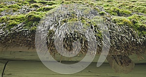 Old roof of reeds, covered with moss, close-up