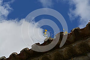 Old roof on the sky background. Flowers on the sky background. photo