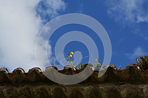 Old roof on the sky background. Flowers on the sky background. photo