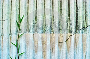 Old roof texture with grass