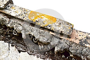 Old roof, tile with lichen