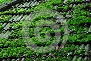 Old Roof Tiles with Moss