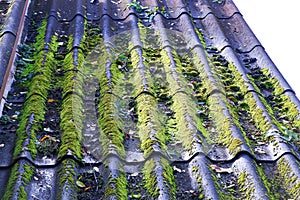 Old roof tiles red brick covered with green moss and blue sky with white clouds, selective focus