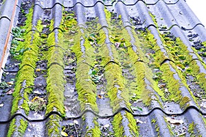 Old roof tiles red brick covered with green moss and blue sky with white clouds,