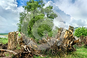 Old roots against green healthy tree