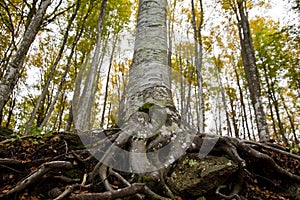 The old roots of a beech tree, seen from below in the woods, engulf and block a boulder, Monte Amiata, Tuscany, Italy