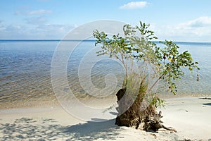 Old roots of a dead tree on the sandy shore near the lake. Clean sandy beach, lake and clouds.