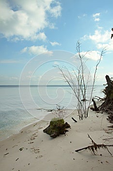 Old roots of a dead tree on the sandy shore near the lake. Clean sandy beach, lake and clouds.