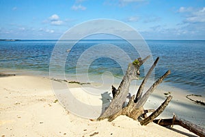 Old roots of a dead tree on the sandy shore near the lake. Clean sandy beach, lake and clouds.