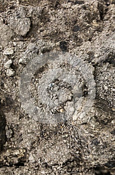 Old roots of the tree with ground. Natural texture background