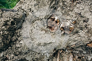 Old roots of the tree with ground. Natural texture background