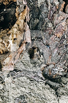 Old roots of the tree with ground. Natural texture background