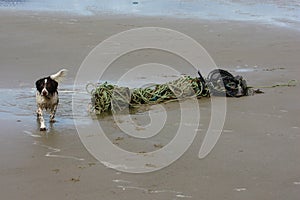 An old rope abandoned on a sandy beach