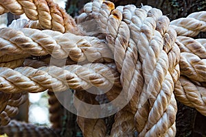 Old rope tied in a knot close up on wood background