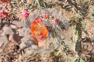 Old rose cactus flowers in desert.