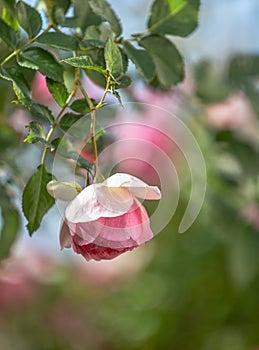 An old rose flower . Copy space, romance, bokeh Background