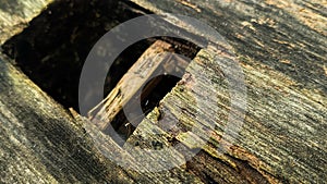 Old rotted and damp wood log with cracks, square hole and moss. Empty space for design and text. Natural wallpaper. No people