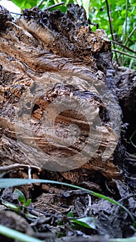 old rotted moringa tree logs look brown aesthetically