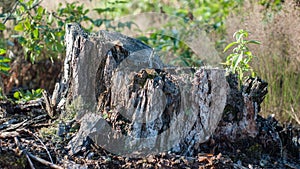 Old rotten gray stump in the forest