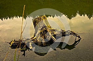 An old rotten snag in water on the lake