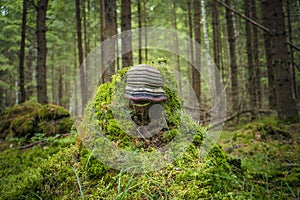 Old rotten stump covered with moss and big polypore mushroom