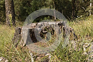 an old rotten stump in the forest after deforestation