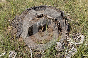 an old rotten stump in the forest after deforestation