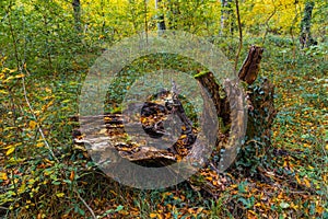 Old rotten stump in forest with green moss