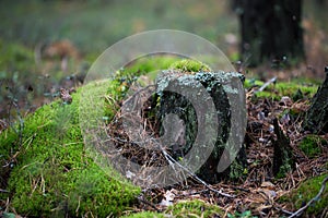 Old rotten stump