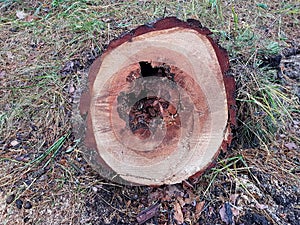 An old rotten tree sawn down in a city park on a cloudy autumn day