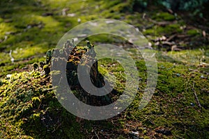 Old rotten tree stump covered with moss. Sumava national park, Nova Pec, Czech Republic